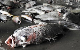 Lập Hội đồng KH&amp;CN cấp quốc gia tìm nguyên nhân cá chết