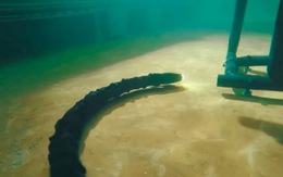 Robot rắn sửa chữa thiết bị môi trường dưới đáy biển 