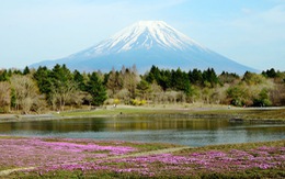 Những điểm ngắm núi Phú Sĩ tuyệt đẹp vào xuân
