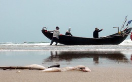 Ngư dân liều mình đánh bắt cá trong vùng nhiễm độc