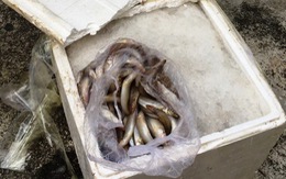 Bắt xe giường nằm chở 500kg cá đục nghi nhiễm độc