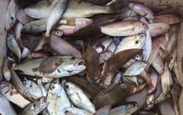 Có thể tích lũy chất độc nếu ăn cá nhiễm độc