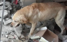 ​Xúc động chú chó cứu người đến kiệt sức trong động đất
