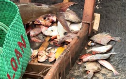 Quảng Trị: Ngày cao điểm cá chết, chỉ số nước biển vẫn trong quy chuẩn
