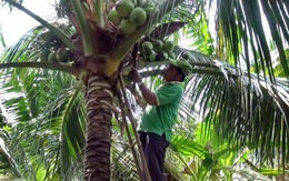 Dừa tươi khan hiếm, dân hái dừa non bán