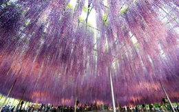 Nhật Bản lung linh mùa hoa Fuji tháng 5