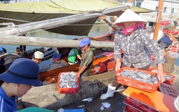 Quảng Bình dừng hỗ trợ 20% chênh lệch giá thu mua hải sản