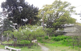 ​Đến Nhật xem người Nhật bảo vệ cây xanh