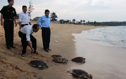 Thả 6 con rùa sắp tuyệt chủng về biển
