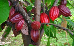 ​Mục tiêu 50.000 ha cacao tại Tây Nguyên, Đông Nam Bộ và ĐBSCL