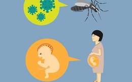 ​Phòng tránh bệnh do vi-rút Zika: phụ nữ mang thai cần ghi nhớ