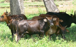 ​Nghiên cứu lai bò tót theo hướng kinh doanh thương phẩm