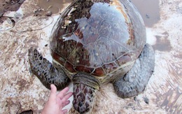 Thả rùa biển quý hiếm nặng 40kg về biển