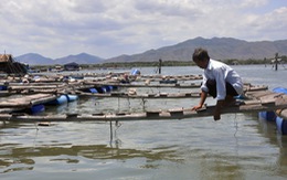 Cá chết trên sông Chà Và: doanh nghiệp cử luật sư thương lượng