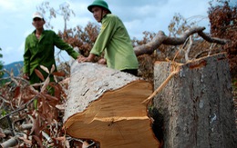 Ai đứng sau vụ phá  hơn trăm hecta rừng tại Phú Yên?
