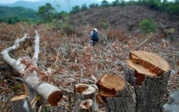 Vụ "dọn sạch 100ha đất rừng": cấp 3 sổ đỏ sai quy trình
