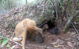 ​Đưa vào hoạt động khu bảo tồn chó xoáy thứ hai tại Phú Quốc