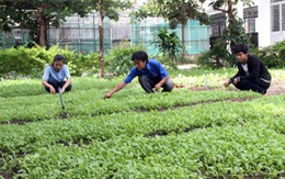 Vườn rau sạch nhân ái