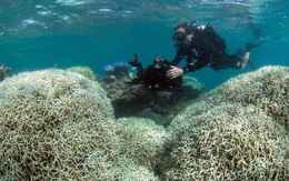 ​Hơn 1/3 rạn san hô Great Barrier của Australia bị phá hủy