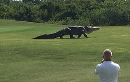 Choáng với clip cá sấu khổng lồ trên sân golf