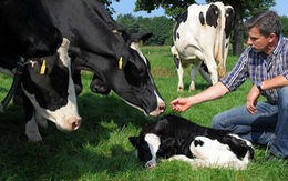 ​Đức cho phép nông dân được thỏa thuận trước về giá sữa
