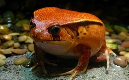 ​Phát hiện hai loài ếch mới, lớn lên từ trứng tại Ecuador