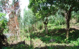 Phá rừng tại khu bảo tồn thiên nhiên Sơn Trà