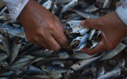 ​Phát hiện chất cực độc trong cá nục đông lạnh tại Quảng Trị