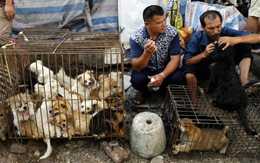 Bị phản đối, lễ hội thịt chó ở Trung Quốc ảm đạm