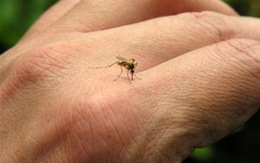 Đừng coi thường vết muỗi cắn