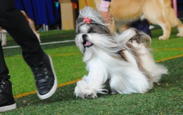 Chó H'Mông Đuôi Cộc lên ngôi "hoa hậu" chó bản địa
