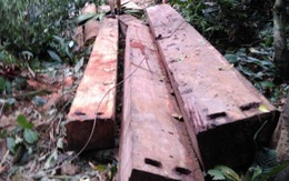 Cách chức một cán bộ để xảy vụ phá rừng nghiêm trọng