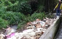 Doanh nghiệp vứt hàng trăm xác heo thối ra sông Sài Gòn