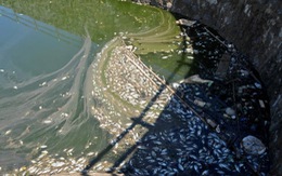 Cá chết hàng loạt ở hồ Đại An ​nghi do ô nhiễm nguồn nước