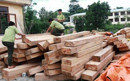 Bộ tư lệnh biên phòng họp khẩn về vụ phá rừng Quảng Nam