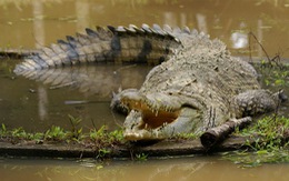​Cuba bảo tồn loài cá sấu quý hiếm đặc chủng của châu Mỹ
