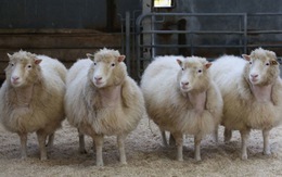 ​Tin vui mới về những "chị em ruột" của cừu Dolly