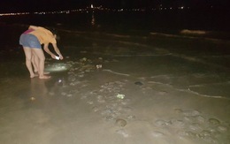 Từ đêm đến sáng sứa dày đặc bờ biển Đà Nẵng
