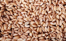 Tịch thu hơn 800 tấn lúa mì nhập lậu từ tàu ​Panama