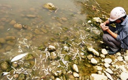 Cá chết trên sông Âm do nước thải cơ sở chế biến lâm sản