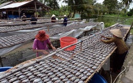 ​Cà Mau đăng ký đưa cá khô bổi thành thương hiệu đặc sản