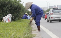 Hà Nội: Lãng phí vì trồng cây không phù hợp