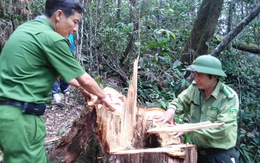 Đã bắt một số nghi phạm phá rừng pơ mu ở Quảng Nam