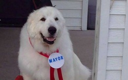 Chú chó 3 lần được bầu làm thị trưởng ở Mỹ