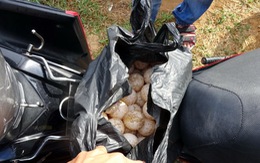 Khởi tố, bắt tạm giam người trộm 116 trứng vích ở Côn Đảo