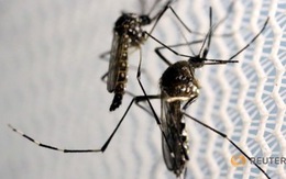 ​​Hồng Kông phát hiện trường hợp Zika đầu tiên