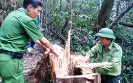 Quảng Nam thưởng “nóng” đội phá án vụ phá rừng pơ mu
