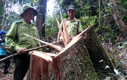 Công khai minh bạch kết quả vụ phá rừng pơmu