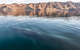Bộ ảnh ấn tượng về cá voi, cá heo trên đại dương