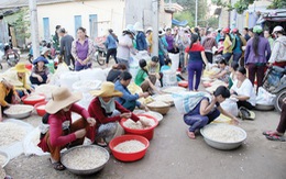 Tỏi Lý Sơn... tha hương